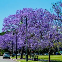﻿Tomentasa Paulownia Ağacı Tohumu