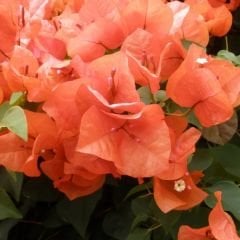 Begonvil Fidanı – Gelin Duvağı – Rodos Sarmaşığı - Turuncu