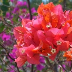 Begonvil Fidanı – Gelin Duvağı – Rodos Sarmaşığı - Turuncu