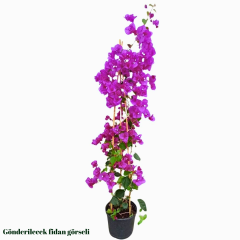 Begonvil Fidanı – Gelin Duvağı – Rodos Sarmaşığı - Turuncu