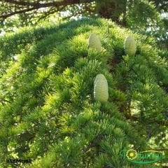 Toros Sediri Ağaç Tohumu – Cedrus Libani