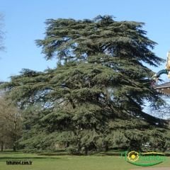 Toros Sediri Ağaç Tohumu – Cedrus Libani