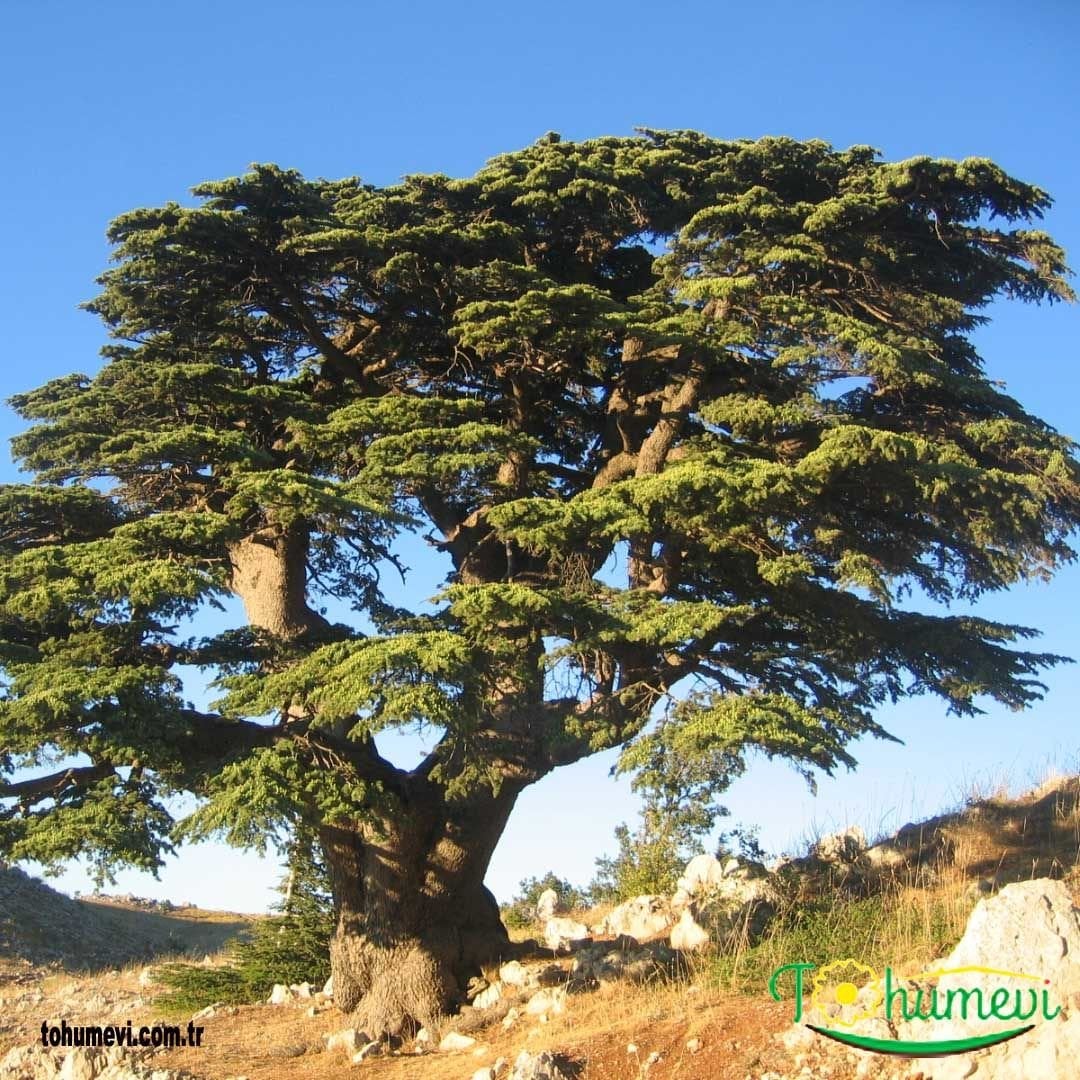 Toros Sediri Ağaç Tohumu – Cedrus Libani