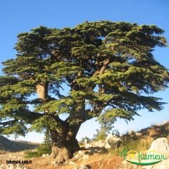 Toros Sediri Ağaç Tohumu – Cedrus Libani