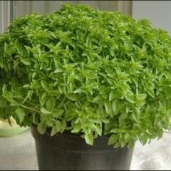 Top Fesleğen Tohumu Geleneksel