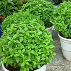 Top Fesleğen Tohumu Geleneksel