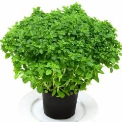 Top Fesleğen Tohumu Geleneksel