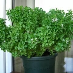 Top Fesleğen Tohumu Geleneksel