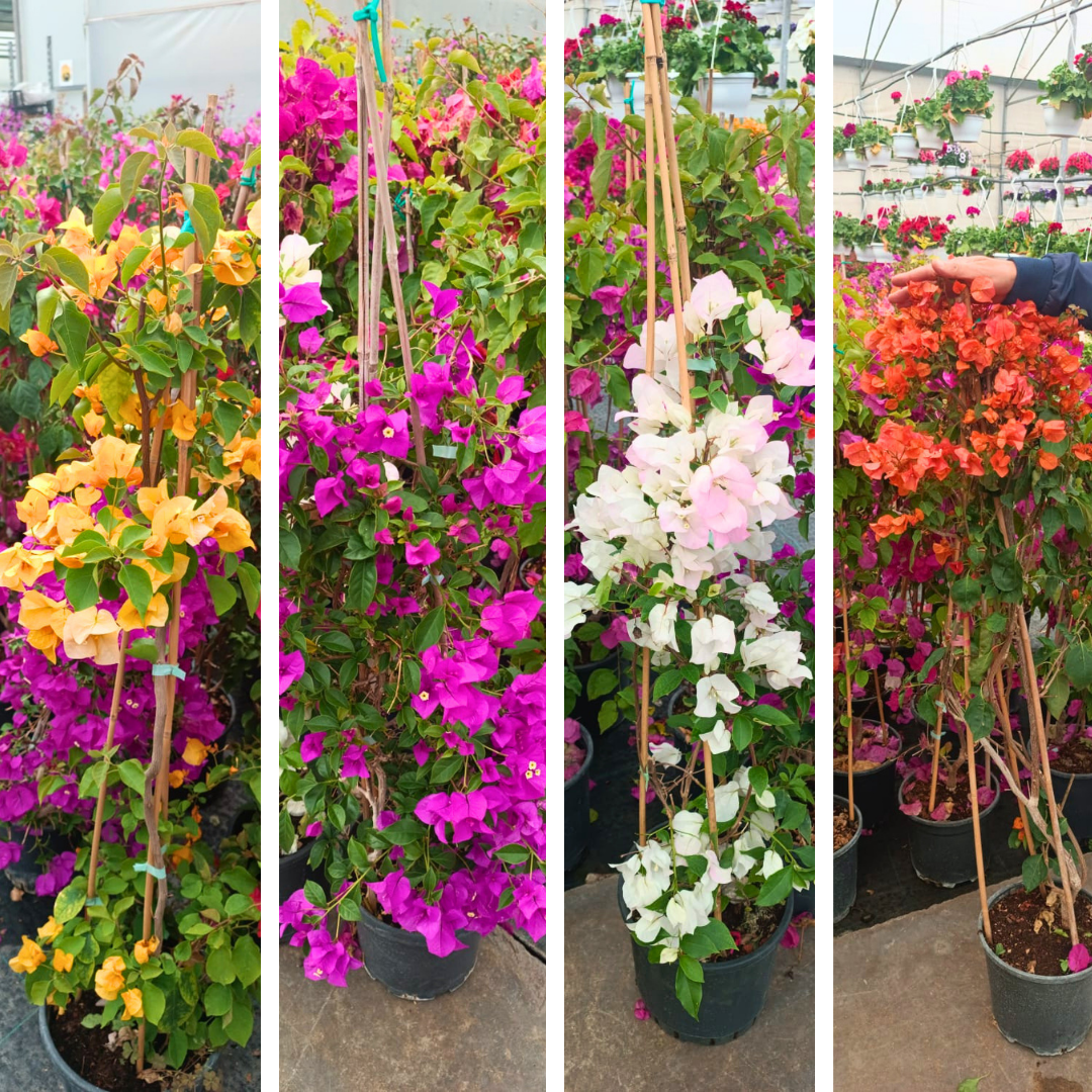 Begonvil Fidanı – Gelin Duvağı – Rodos Sarmaşığı