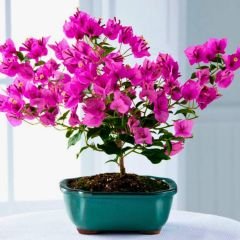 Bodur Begonvil Fidanı – Bougainvillea Glabra - Mor