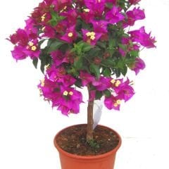 Bodur Begonvil Fidanı – Bougainvillea Glabra - Mor