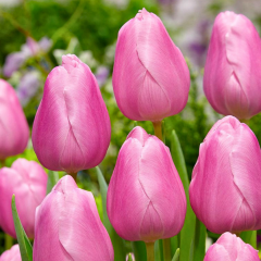 Aafke Lale Soğanı - Tulipa