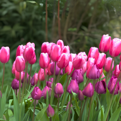 Aafke Lale Soğanı - Tulipa