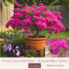 Bodur Begonvil Fidanı – Bougainvillea Glabra - Mor