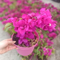 Bodur Begonvil Fidanı – Bougainvillea Glabra - Mor