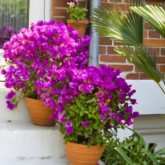 Bodur Begonvil Fidanı – Bougainvillea Glabra - Mor