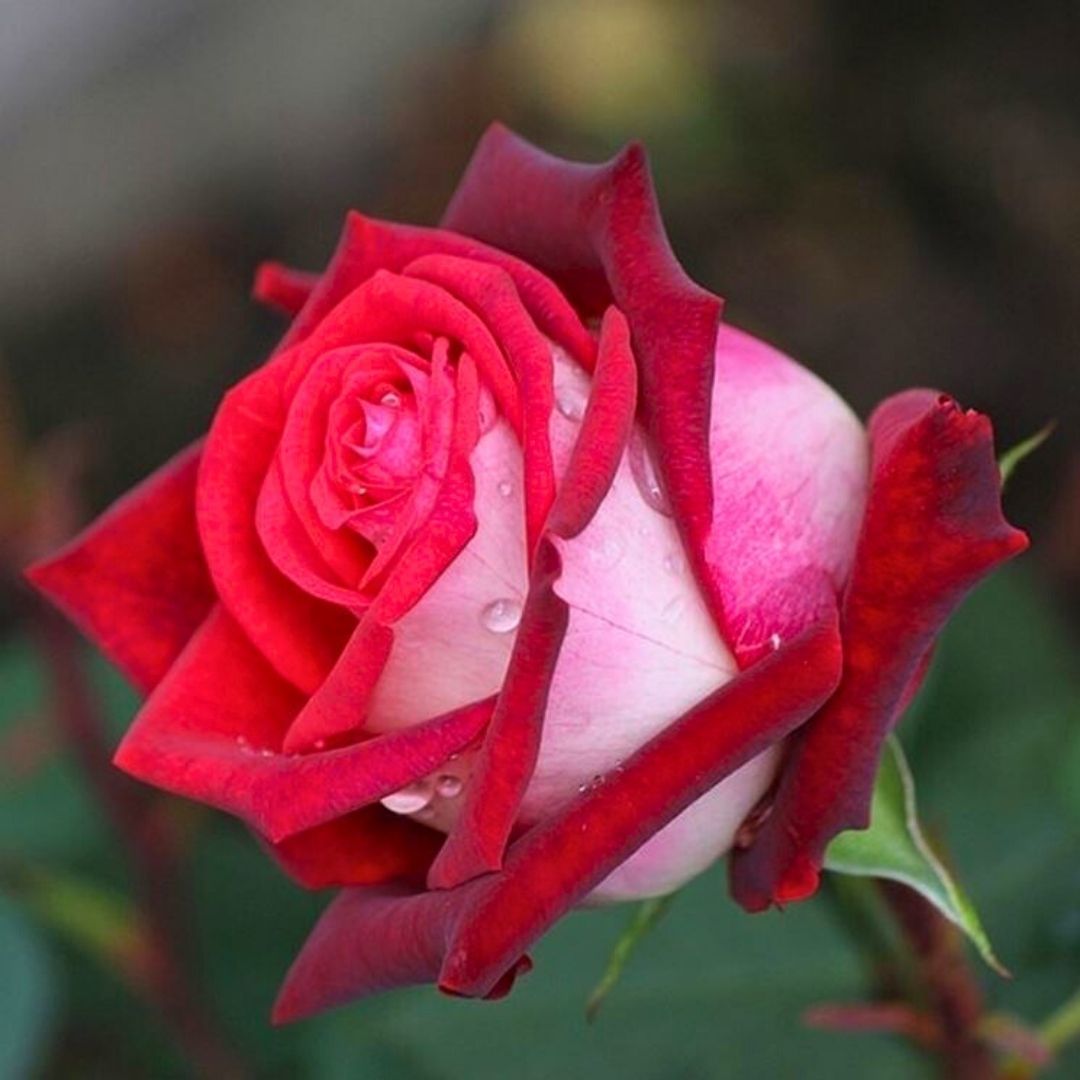 ﻿Türk Gülü Fidanı – Rosa Osiria