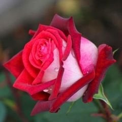 ﻿Türk Gülü Fidanı – Rosa Osiria