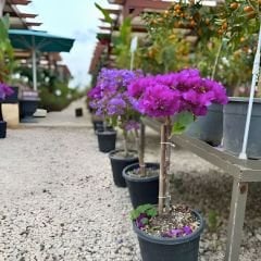 Tijli Baston Begonvil Fidanı – Bougainvillea Glabra - Mor