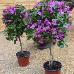 Tijli Baston Begonvil Fidanı – Bougainvillea Glabra - Mor