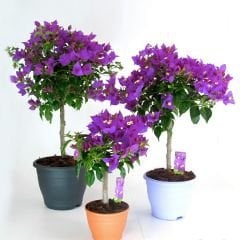 Tijli Baston Begonvil Fidanı – Bougainvillea Glabra - Mor