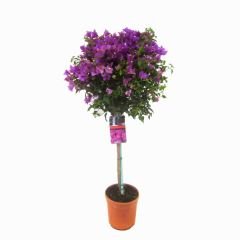 Tijli Baston Begonvil Fidanı – Bougainvillea Glabra - Mor