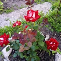 ﻿Türk Gülü Fidanı – Rosa Osiria