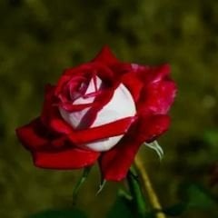 ﻿Türk Gülü Fidanı – Rosa Osiria