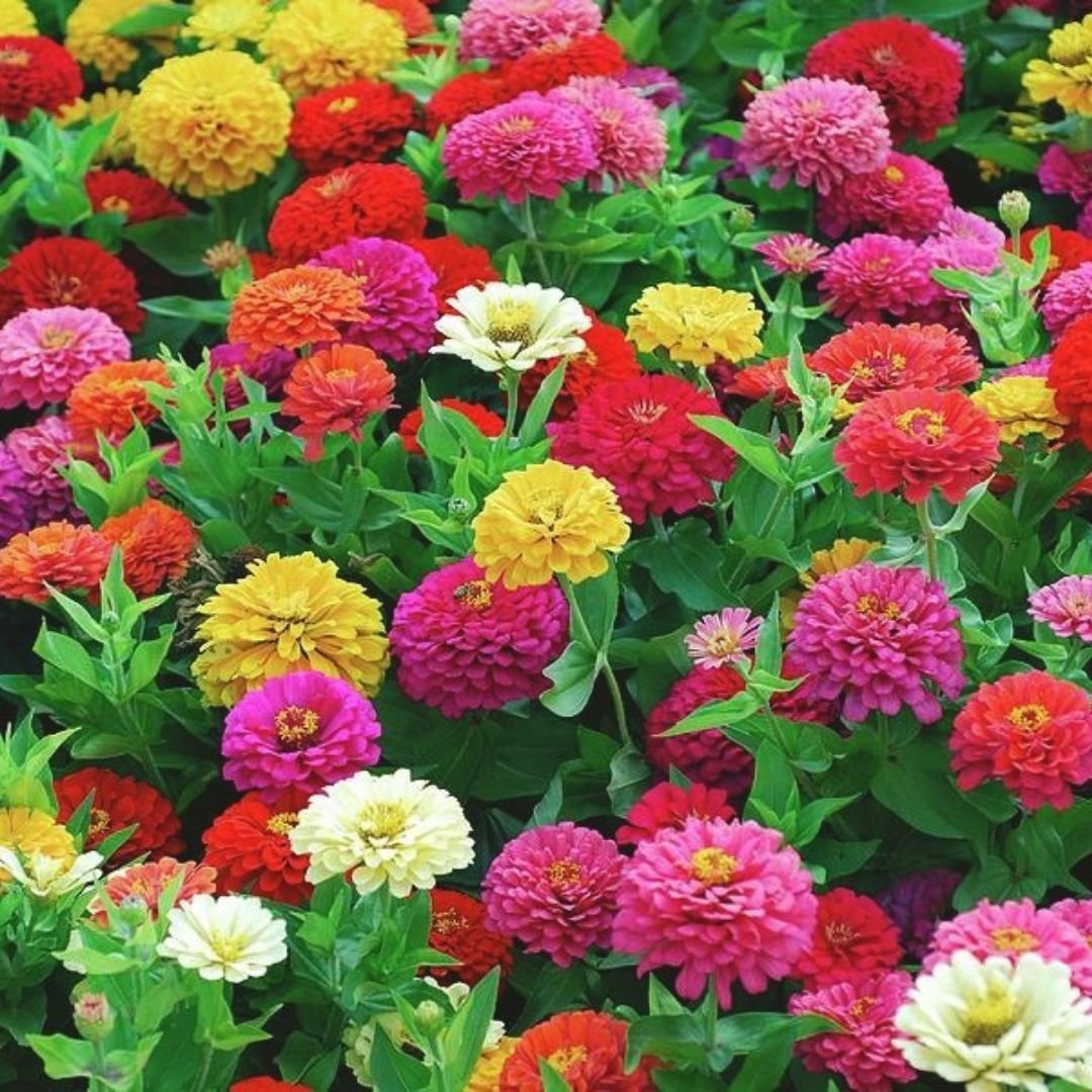 Zinnia Çiçeği Tohumu - Kirli Hanım