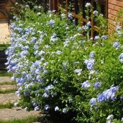 Mavi Yasemin Fidanı - Plumbago Auriculatav