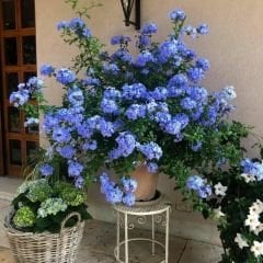 Mavi Yasemin Fidanı - Plumbago Auriculatav