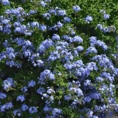 Mavi Yasemin Fidanı - Plumbago Auriculatav