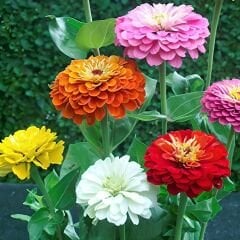Zinnia Çiçeği Tohumu - Kirli Hanım