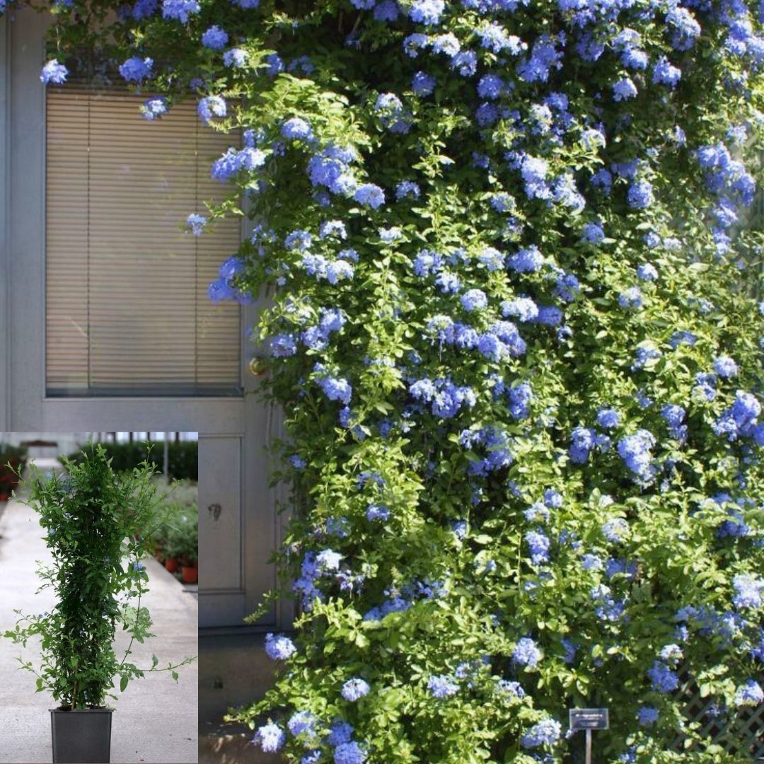 Mavi Yasemin Fidanı - Plumbago Auriculatav