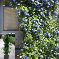 Mavi Yasemin Fidanı - Plumbago Auriculatav