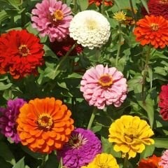 Zinnia Çiçeği Tohumu - Kirli Hanım
