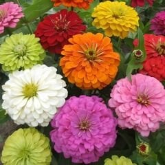 Zinnia Çiçeği Tohumu - Kirli Hanım