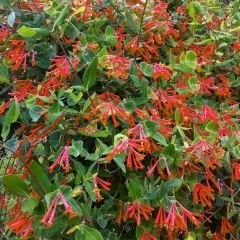 Kırmızı Hanımeli Fidanı - Lonicera Sempervivens