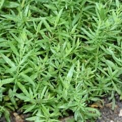 Zahter Kekiği Tohumu – Thymus Vulgaris