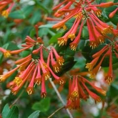 Kırmızı Hanımeli Fidanı - Lonicera Sempervivens