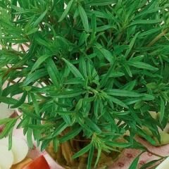 Zahter Kekiği Tohumu – Thymus Vulgaris