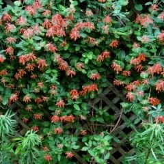 Kırmızı Hanımeli Fidanı - Lonicera Sempervivens