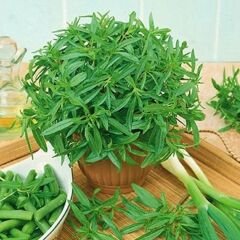 Zahter Kekiği Tohumu – Thymus Vulgaris