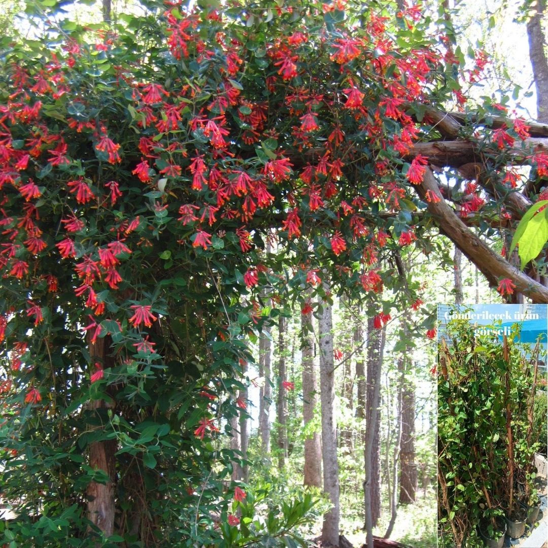 Kırmızı Hanımeli Fidanı - Lonicera Sempervivens