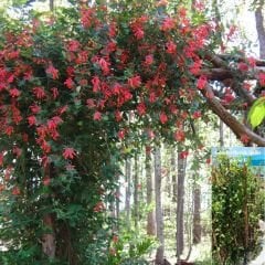 Kırmızı Hanımeli Fidanı - Lonicera Sempervivens