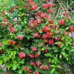 Kırmızı Hanımeli Fidanı - Lonicera Sempervivens