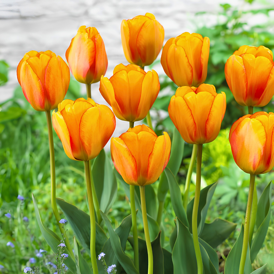 Blushing Apeldoorn Lale Soğanı - Tulipa
