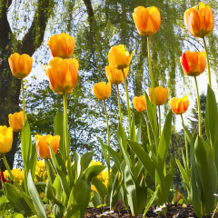 Blushing Apeldoorn Lale Soğanı - Tulipa