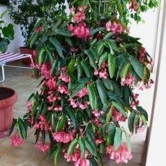 Söğüt Begonya  Çiçeği Saksıda – Begonia Maculata