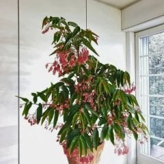 Söğüt Begonya  Çiçeği Saksıda – Begonia Maculata